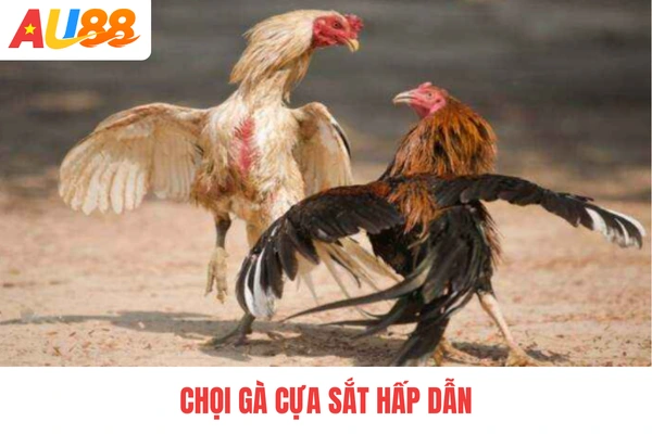 Chọi gà cựa sắt hấp dẫn