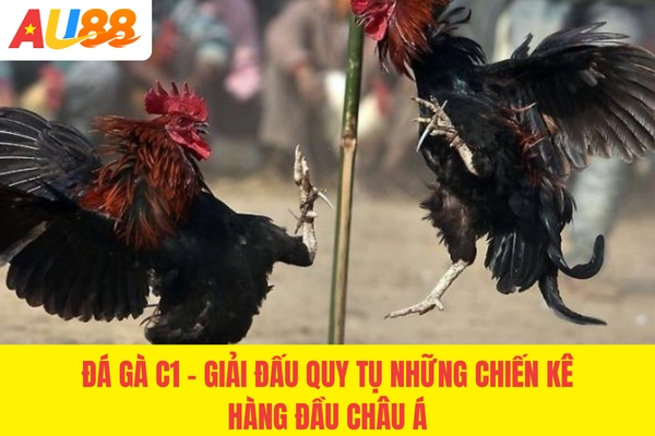 Đá Gà C1 - Giải Đấu Quy Tụ Những Chiến Kê Hàng Đầu Châu Á