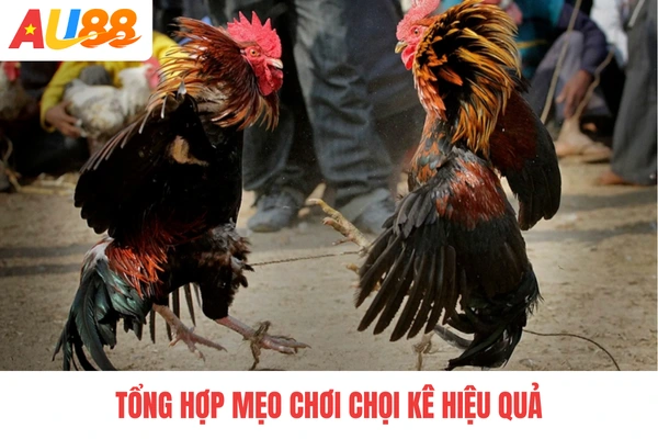 Tổng hợp mẹo chơi chọi kê hiệu quả